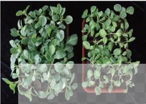 研究揭示植物抗病基因与根际微生物群落新型关系